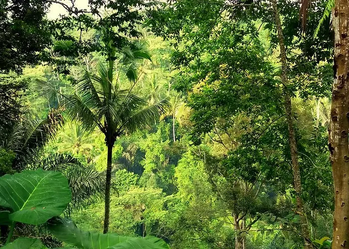 Rimba Ubud *